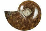 Polished Ammonite (Cleoniceras) Fossil - Madagascar #205094-1